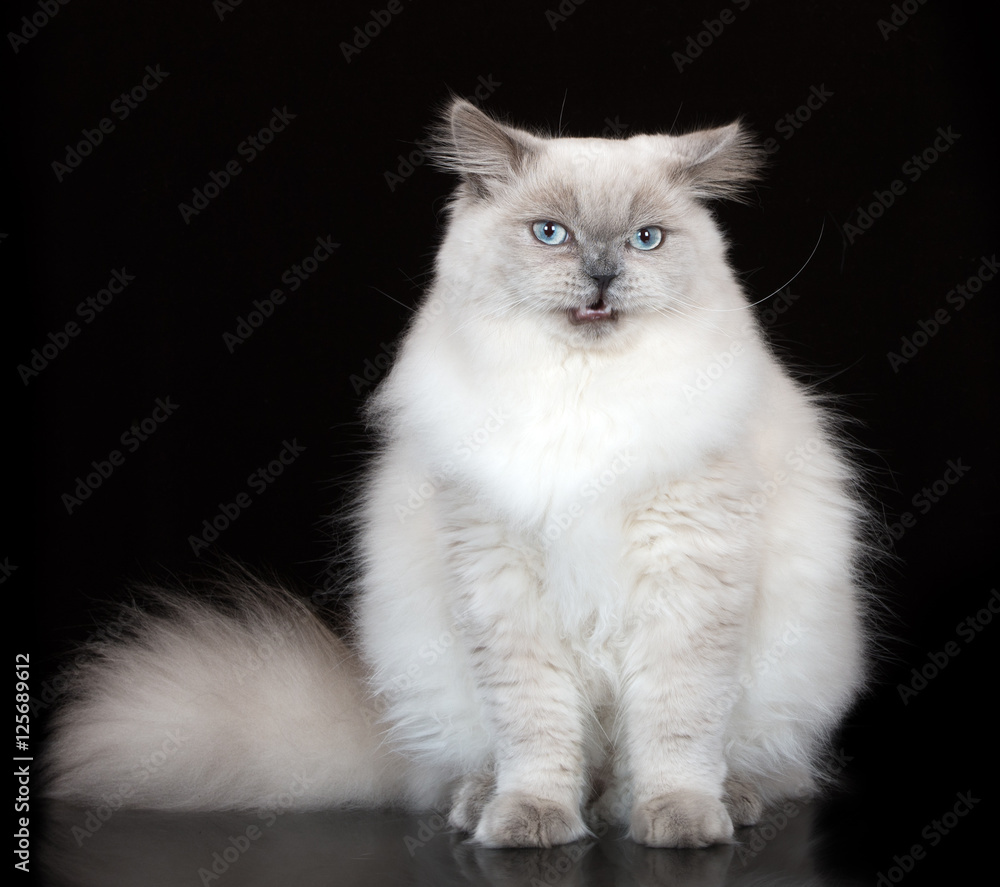 cranky cat posing on black background