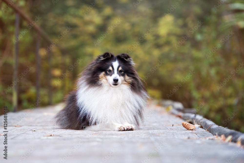beautiful tricolor sheltie dog outdoors in autumn