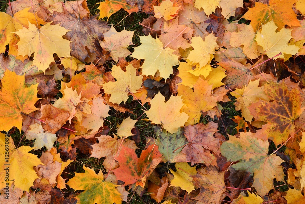 Dry leaves. Autumn, fall. Dry leaves. Autumn, fall.
