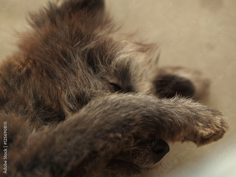 SLEEPY DOG HIDING ITS FACE WHILE PHOTOGRAPHING SLEEPY DOG HIDING ITS FACE WHILE PHOTOGRAPHING
