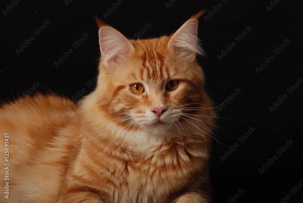 Red Maine coon cat