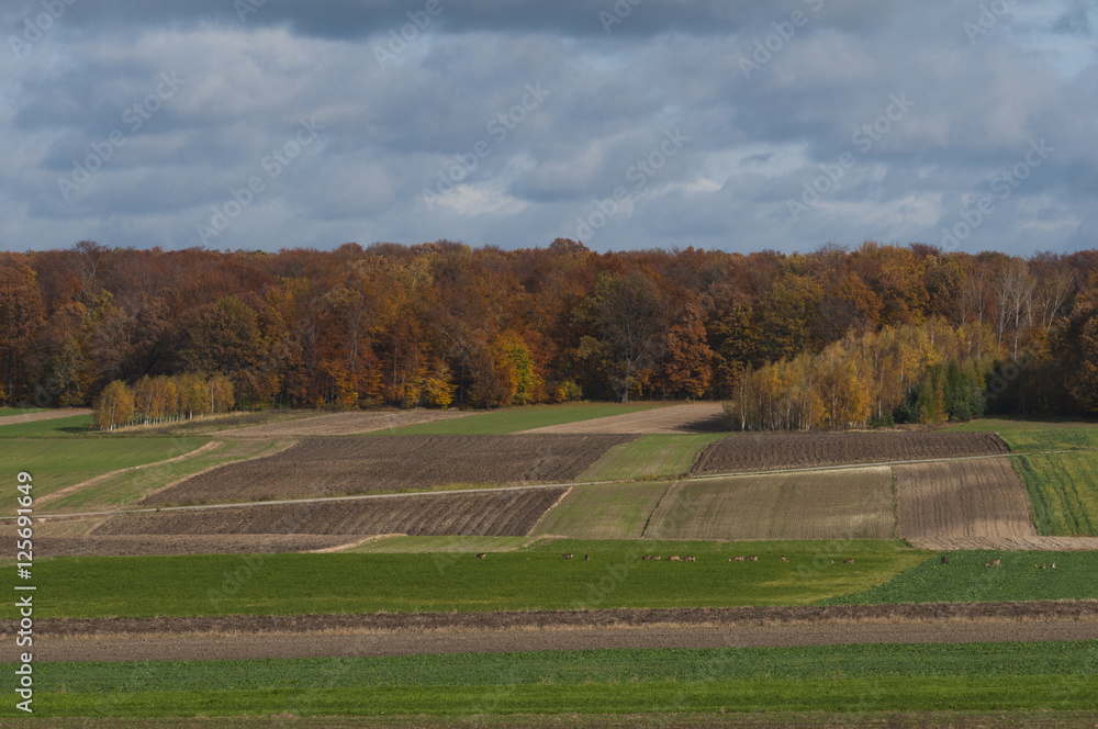 autumn field in Poland
autumn field in Poland