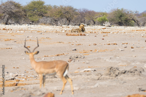 Fototapeta Naklejka Na Ścianę i Meble -  Young male lazy Lion lying down on the ground in the distance and looking at Impala, defocused in the foreground. Wildlife safari in the Etosha National Park, Namibia, Africa.