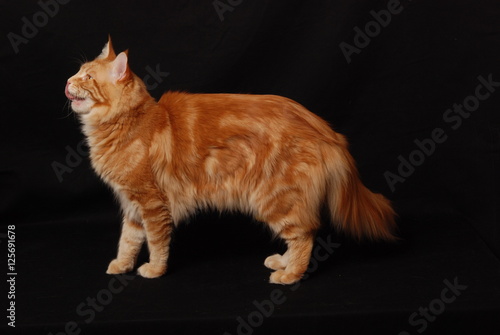 Red Maine coon cat