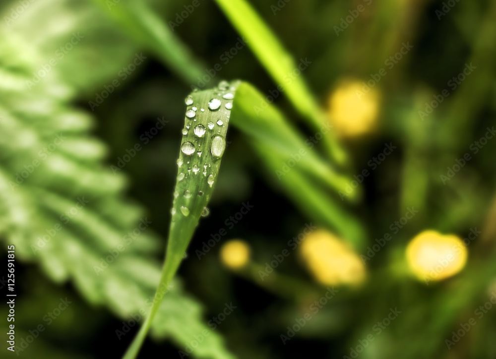 Fototapeta premium Drops on long grass
