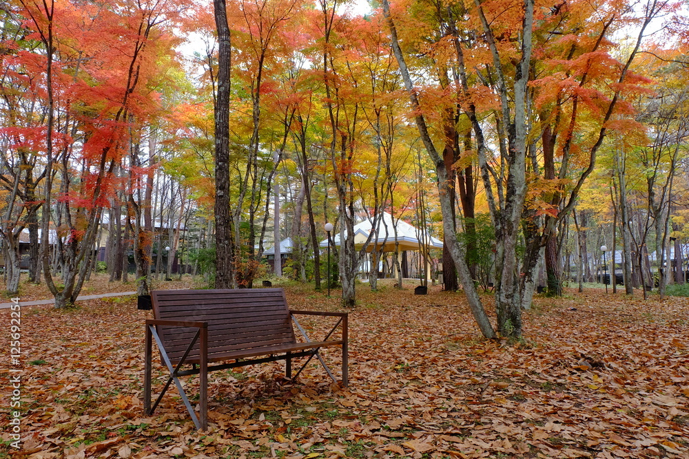 Bench surrounded by autumn leaves