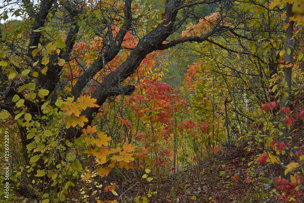 Old apple tree in autumn forest. Old apple tree in autumn forest.