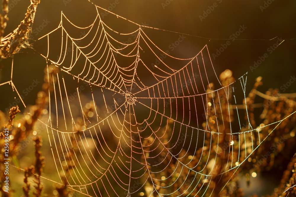 Macro spider web