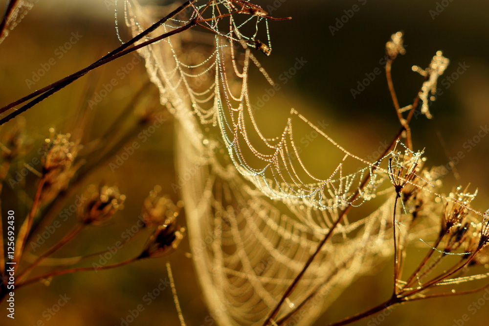 macro spider web