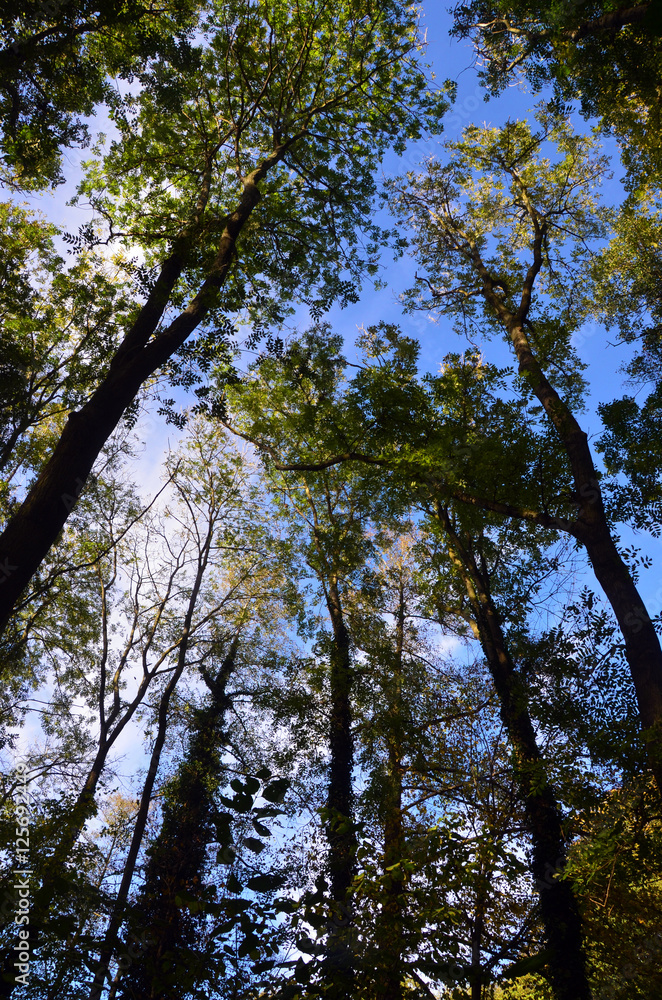 Obraz premium baumkronen