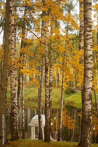 Autumn landscape with birches and lake