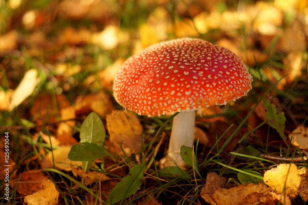 Macro mushroom in autu forest Macro mushroom in autu forest