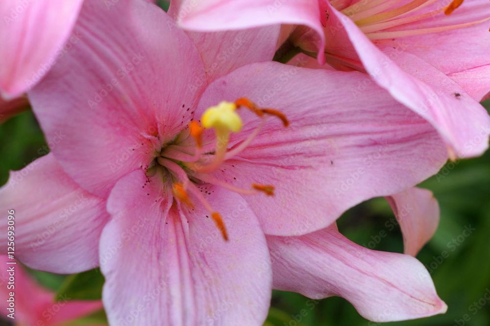 Macro pink lily flower