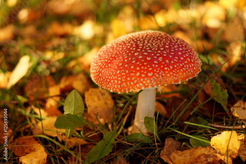 Macro mushroom in autu forest