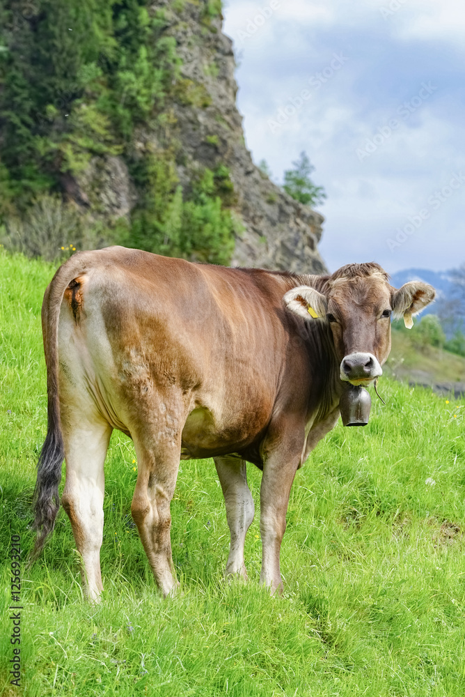 Allgäu - Rind mit Glocke auf einer Bergwiese Allgäu - Rind mit Glocke auf einer Bergwiese