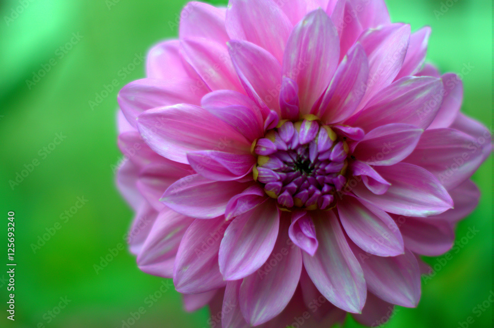 Macro dahlia flower Macro dahlia flower
