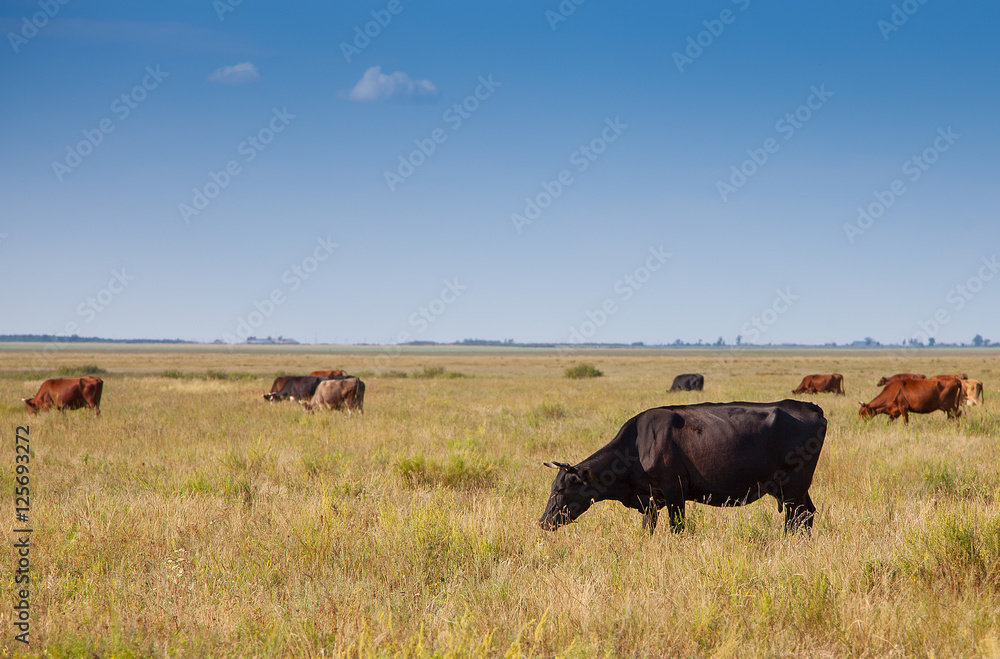 cows graze in the meadow