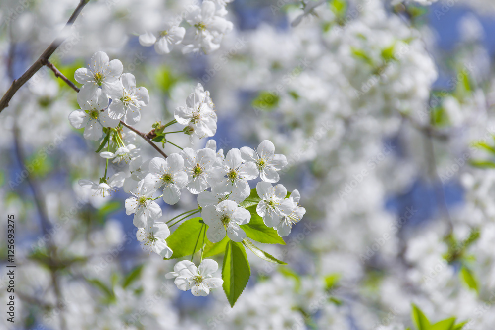 Spring flowers on branches Spring flowers on branches