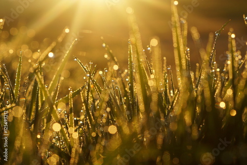 Macro grass with dew drops