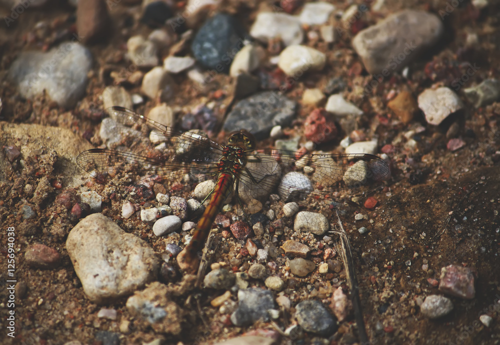 Dragonfly on the ground surface Dragonfly on the ground surface