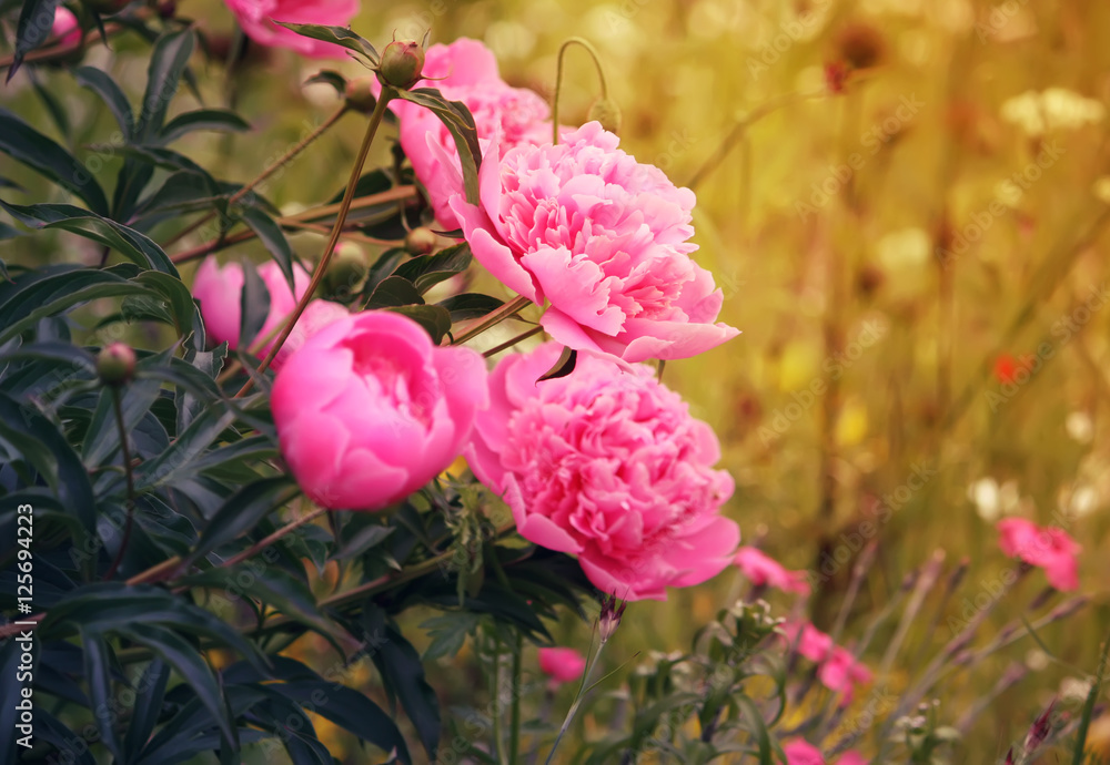 Fototapeta premium Blooming peony flowers