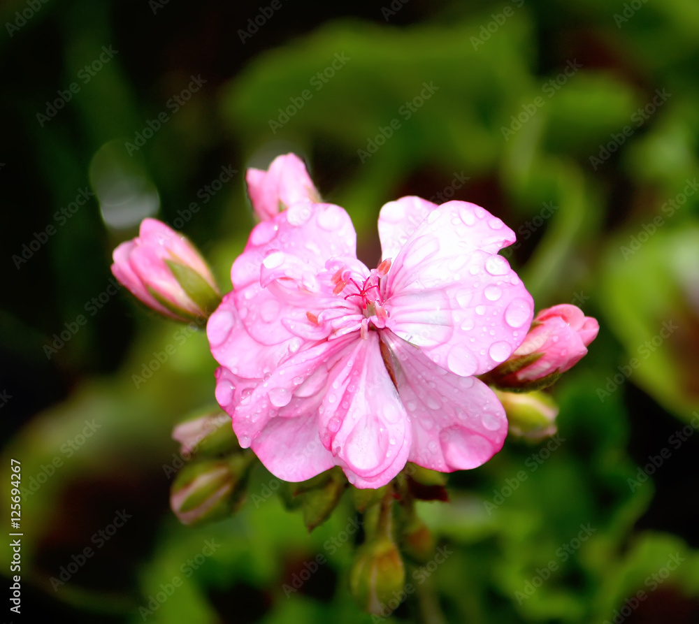 Heranium pink flowers Heranium pink flowers