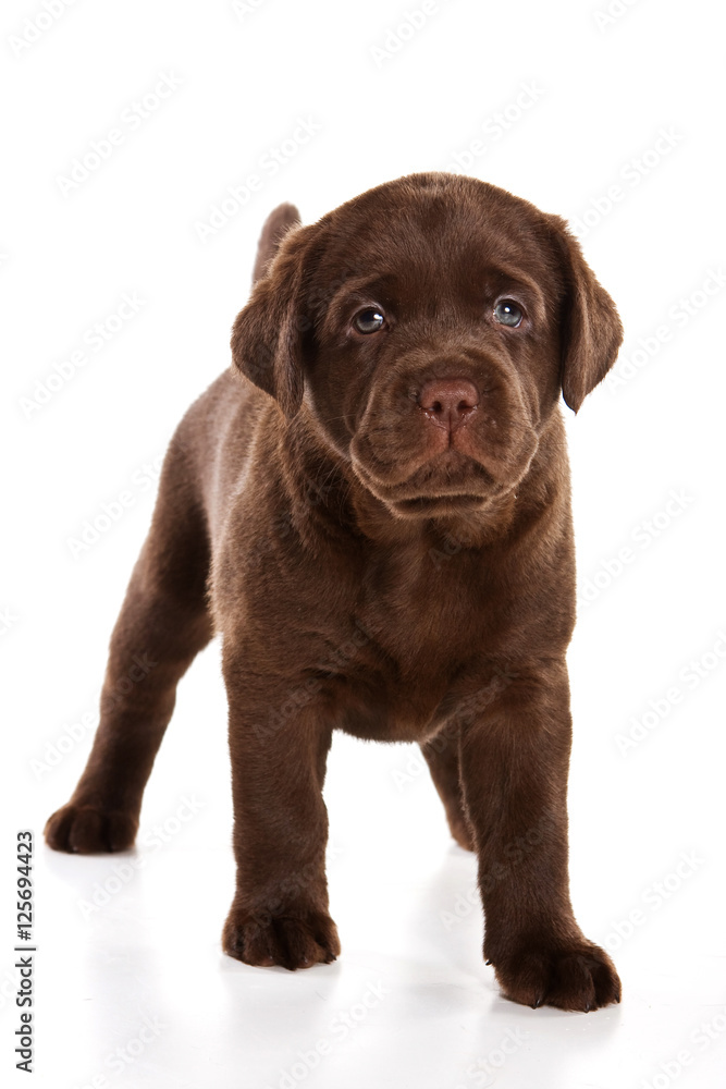 Fototapeta premium Brown Labrador puppy (isolated on white background)