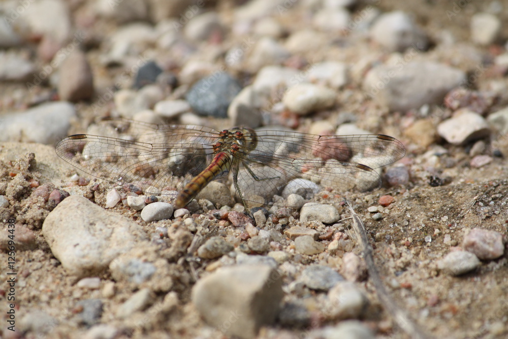 Dragonfly on the ground surface Dragonfly on the ground surface