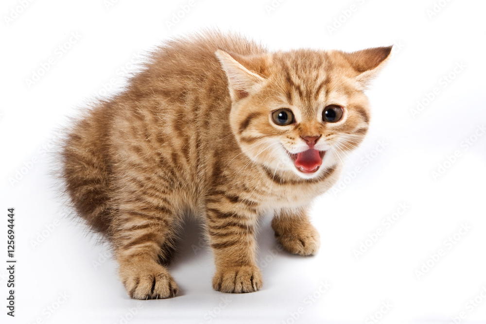 Funny kitten British cat (isolated on white)