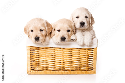 Three labrador puppy in a basket (isolated on white)