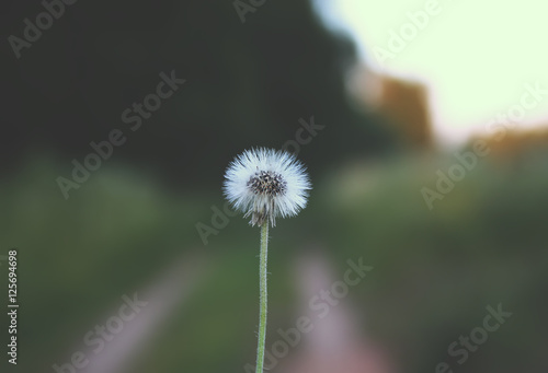 Dandellion flower on summer nature background