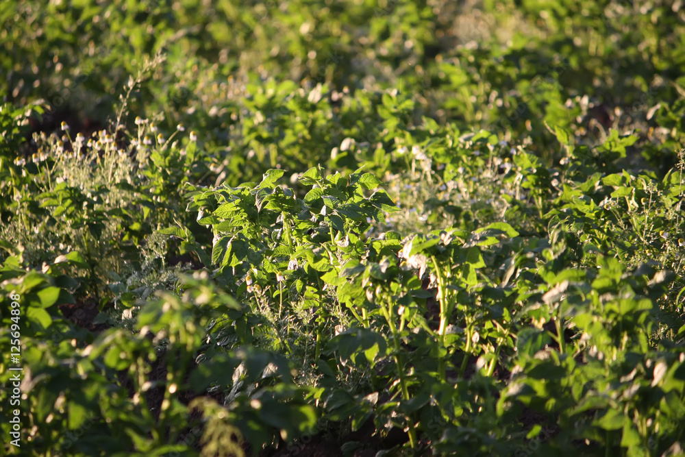 Grass in a sunlight Grass in a sunlight