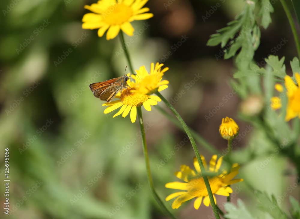 A little butterfly on the yellow daisy A little butterfly on the yellow daisy