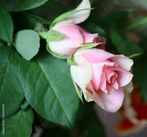 Beautiful rose flower