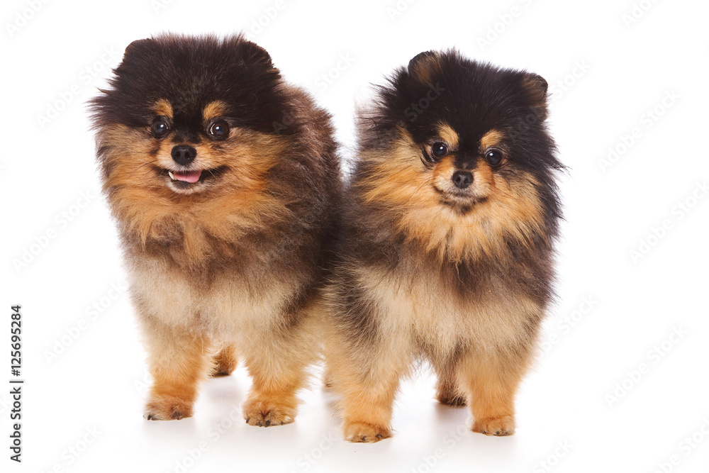 Two Spitz puppy dog (isolated on white)