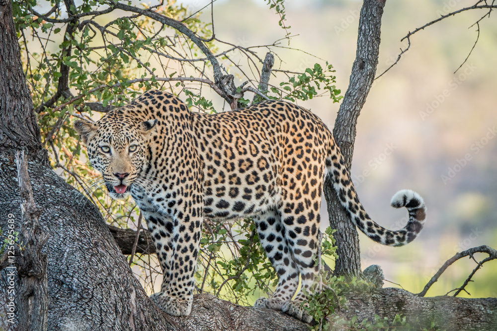 Leopard looking out of a tree. Leopard looking out of a tree.