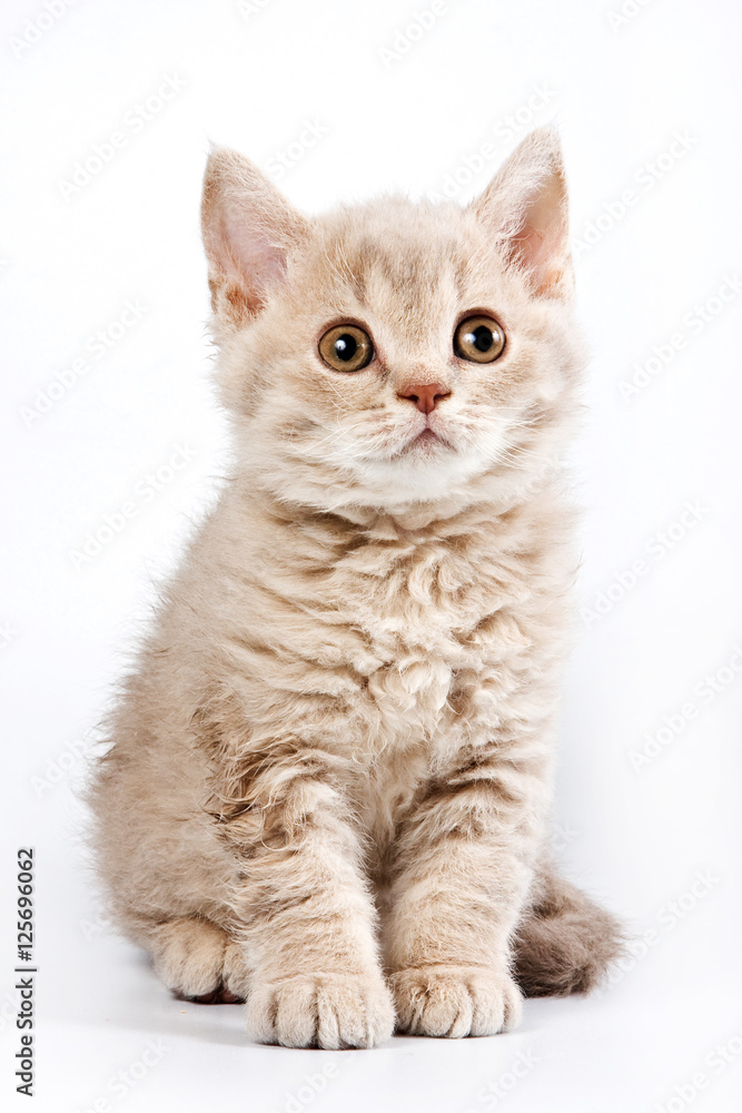 Obraz premium Funny kitten British cat (isolated on white)