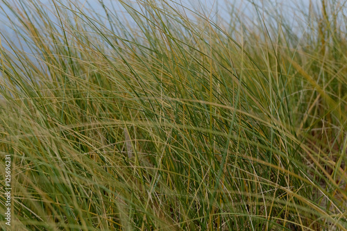 Grass near the sea
