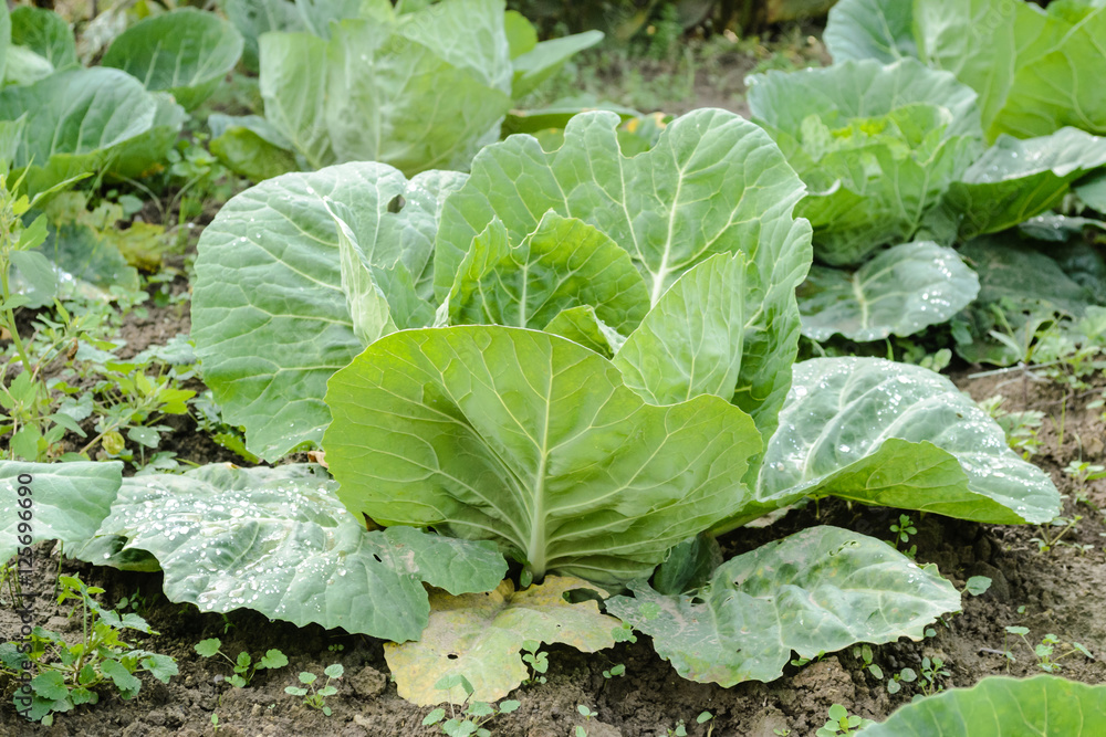 cabbage cabbage