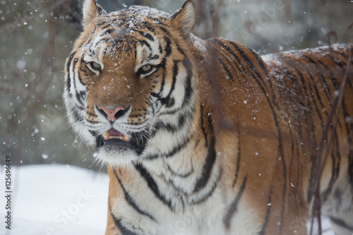 Bengal tiger in snow