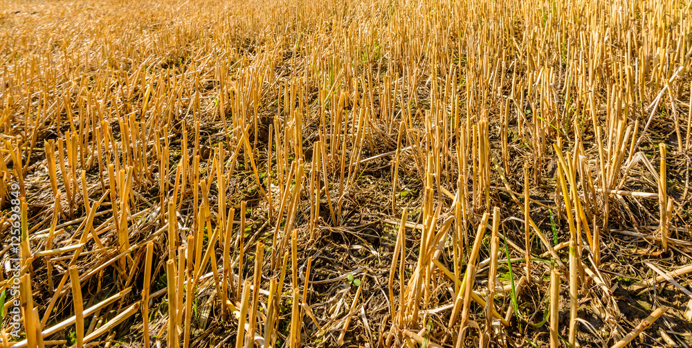 Fototapeta premium Forage maize stubble in the field from close
