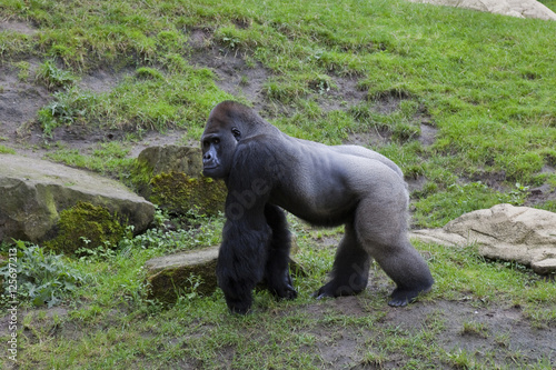 Berggorilla  Silberr  cken 