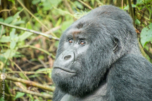 Starring Silverback Mountain gorilla. © simoneemanphoto