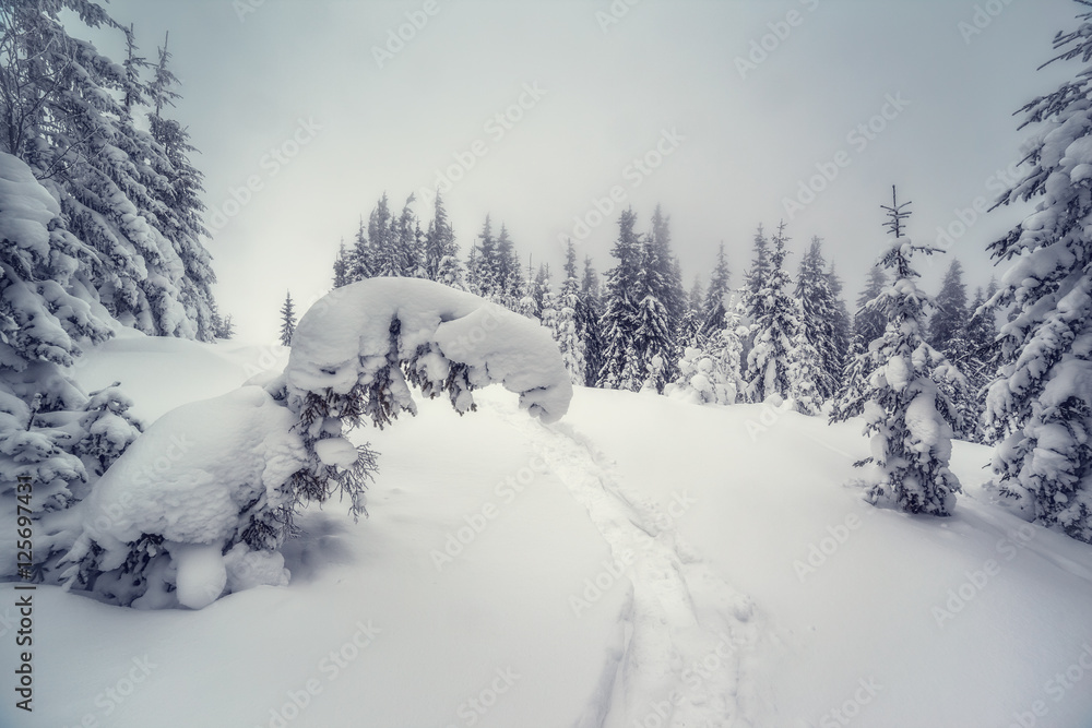 Fototapeta premium beautiful wintry landscape
