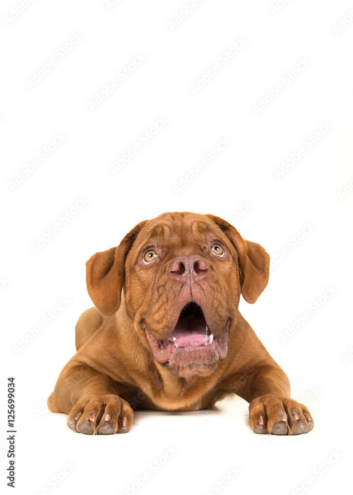 Dogue de bordeaux lying on the floor seen from the front looking up isolated on a white background Dogue de bordeaux lying on the floor seen from the front looking up isolated on a white background