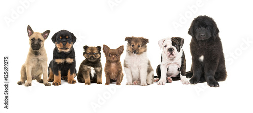Group of zeven different puppies on a white background