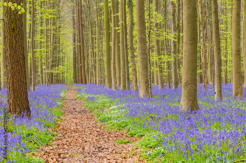 Belgium forest hallerbos in the spring with english bluebells and a forest lane to the trees with fresh green leaves