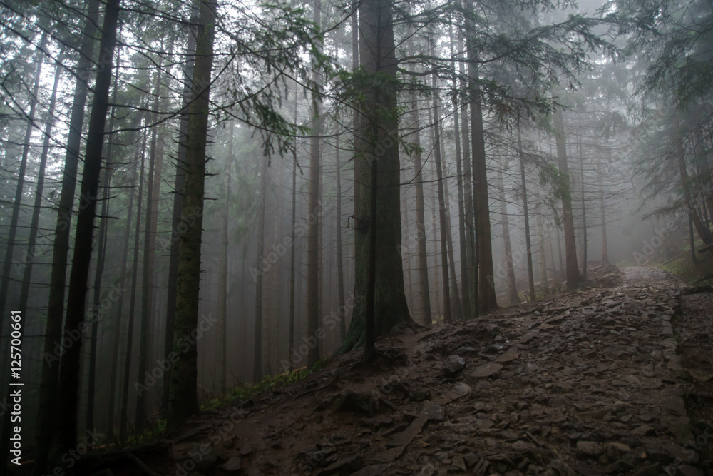dark path in the forest - mystic horror scene