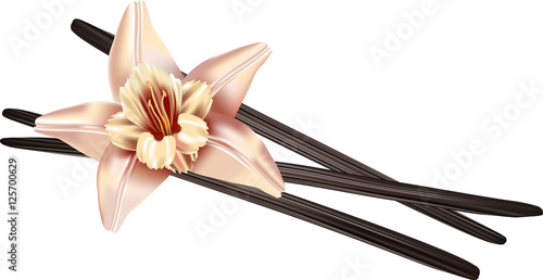Realistic vanilla flower and pods, vector illustration