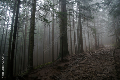 Obraz na płótnie dark path in the forest - mystic horror scene w salonie